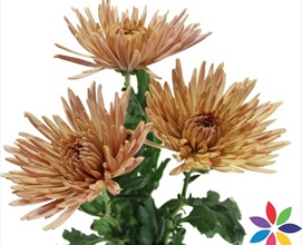 CHRYSANTHEMUM ANASTASIA DARK BRONZE 70